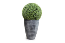 Enduraleaf Boxwood Ball in Tapered Planter