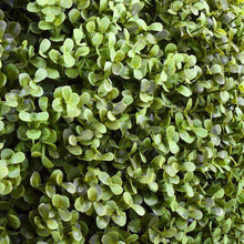 Enduraleaf Boxwood Ball in Column Planter w/ Lip