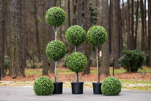 Enduraleaf Boxwood Ball Double Topiary