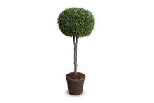 Enduraleaf 64"H Boxwood Pumpkin Topiary