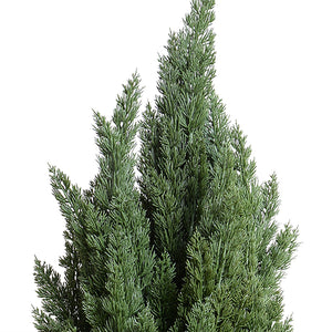 Enduraleaf 72"H Italian Cypress Tree