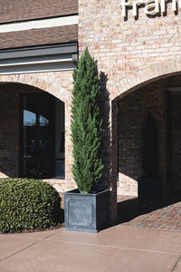 Enduraleaf 9.5'H Italian Cypress Tree