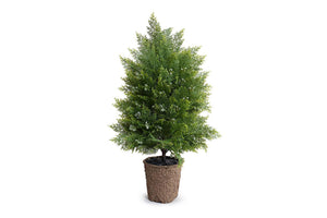 Enduraleaf 30" Arborvitae Shrub