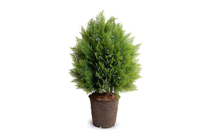 Enduraleaf 32" Arborvitae Shrub