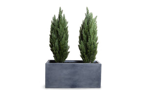 Enduraleaf Italian Cypress Set in 45"Planter