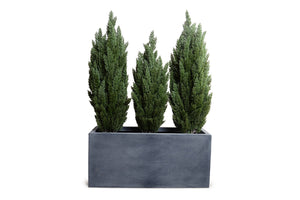 Enduraleaf Italian Cypress Set in 45"Planter