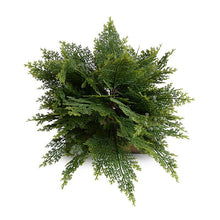 Enduraleaf 32" Arborvitae Shrub